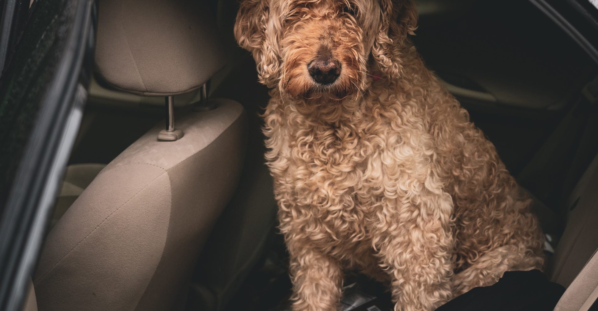 Hundeduft in Auto